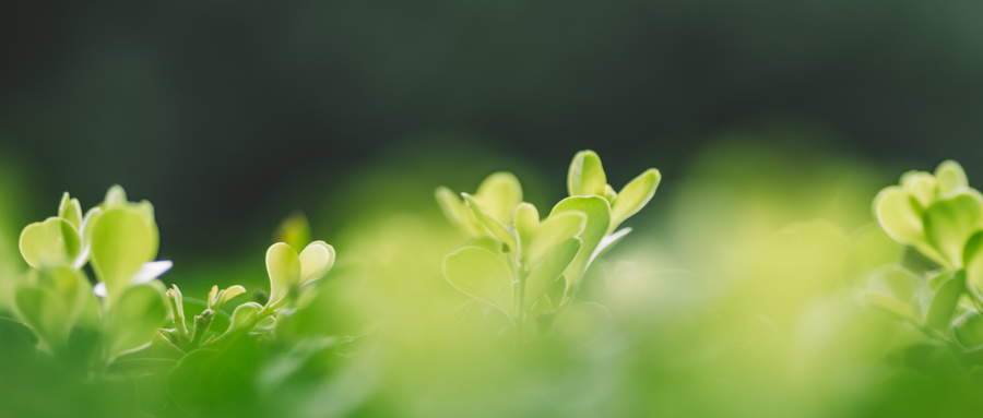 摄图网_500118844_wx_绿色背景清新环境虚化植物（非企业商用）.jpg